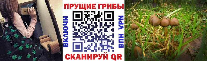 купить   дарк нет формула  Псилоцибиновые грибы прущие грибы  Артёмовский  гидра как войти 
